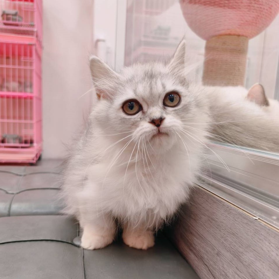 【已售出】小步舞曲-銀漸層