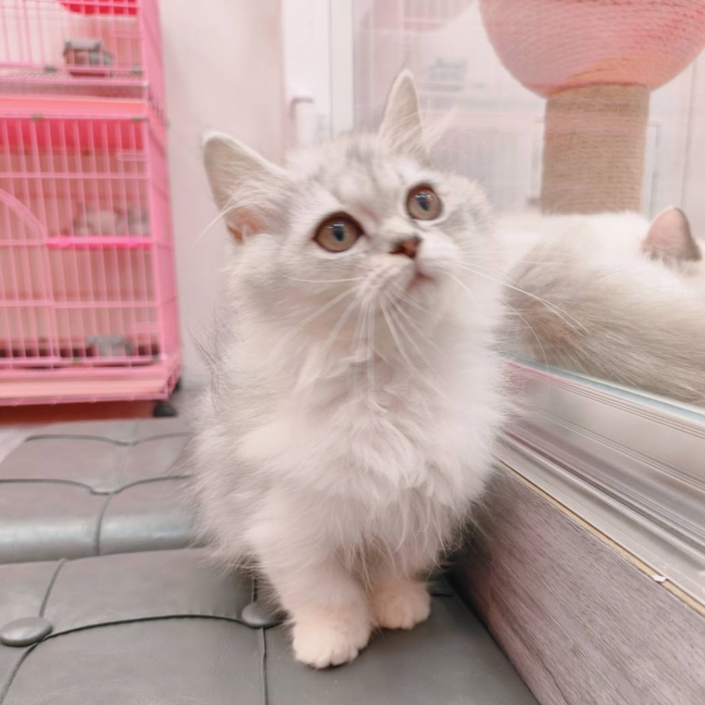 【已售出】小步舞曲-銀漸層