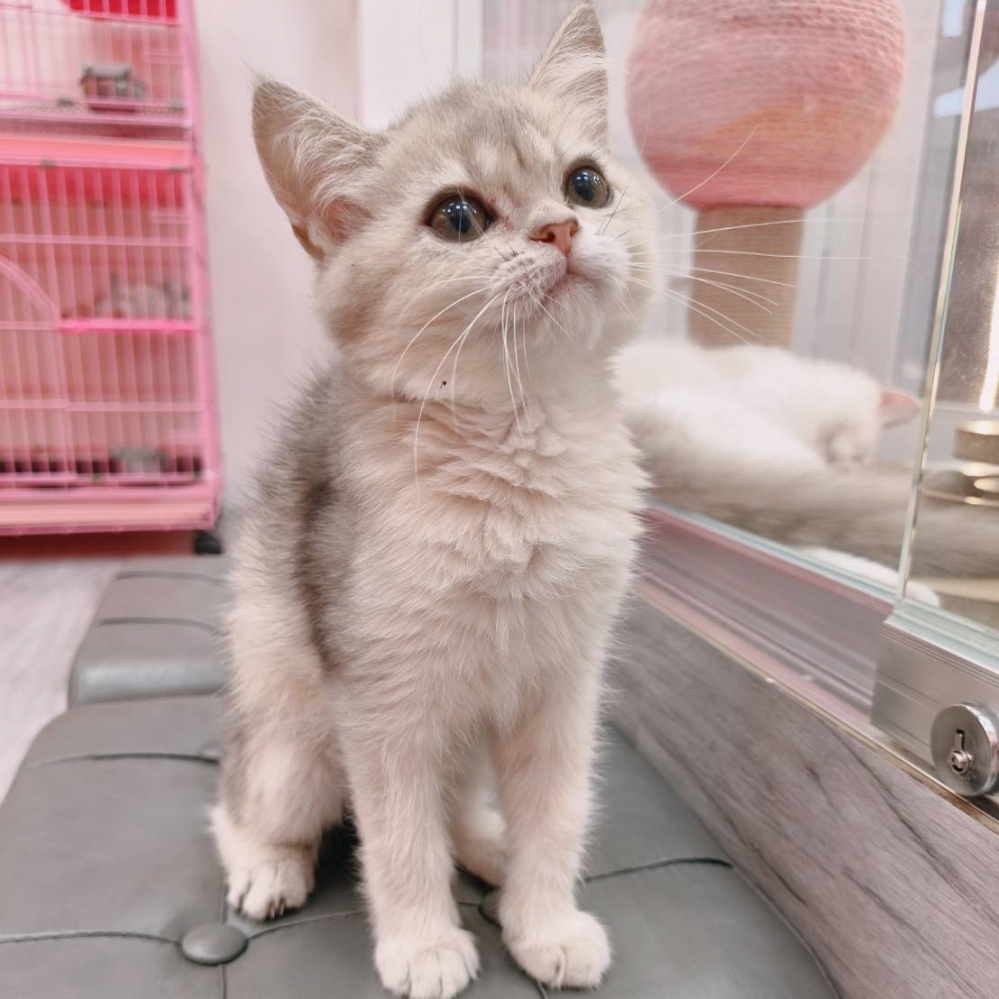 【已售出】英短-藍金