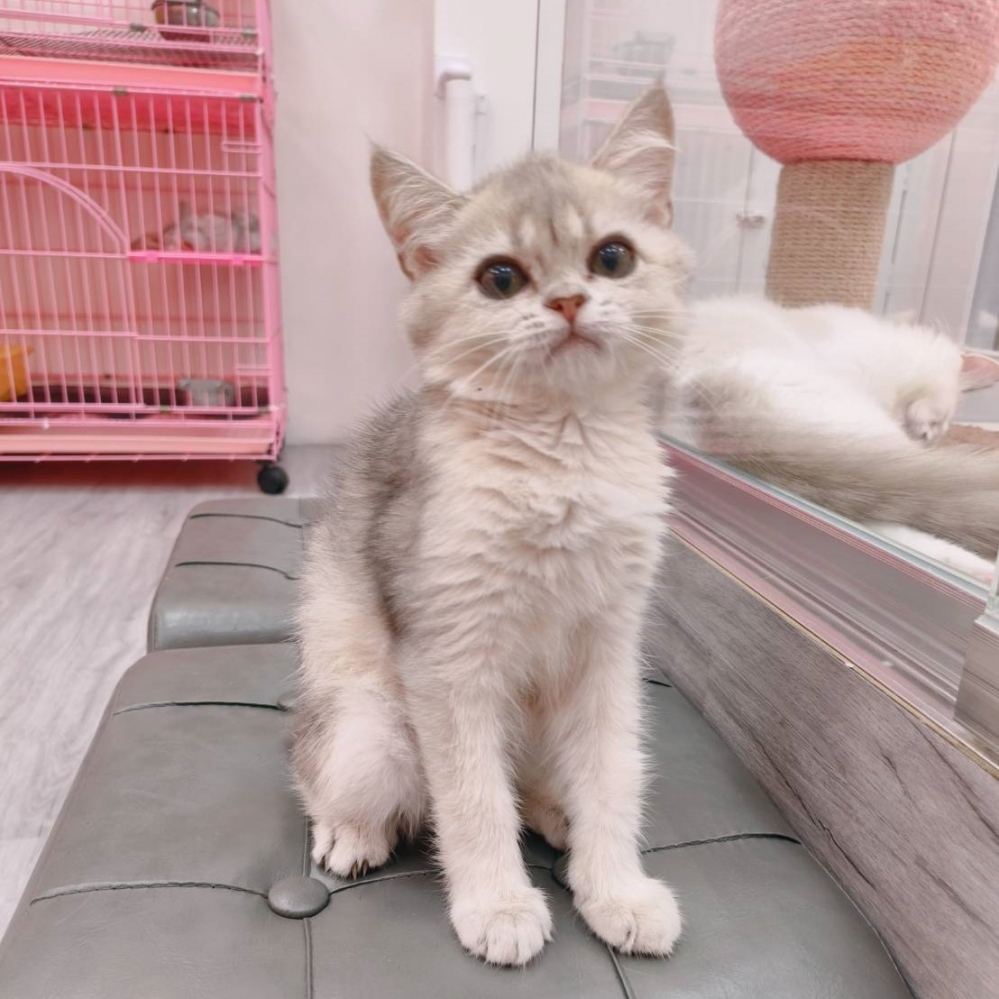 【已售出】英短-藍金