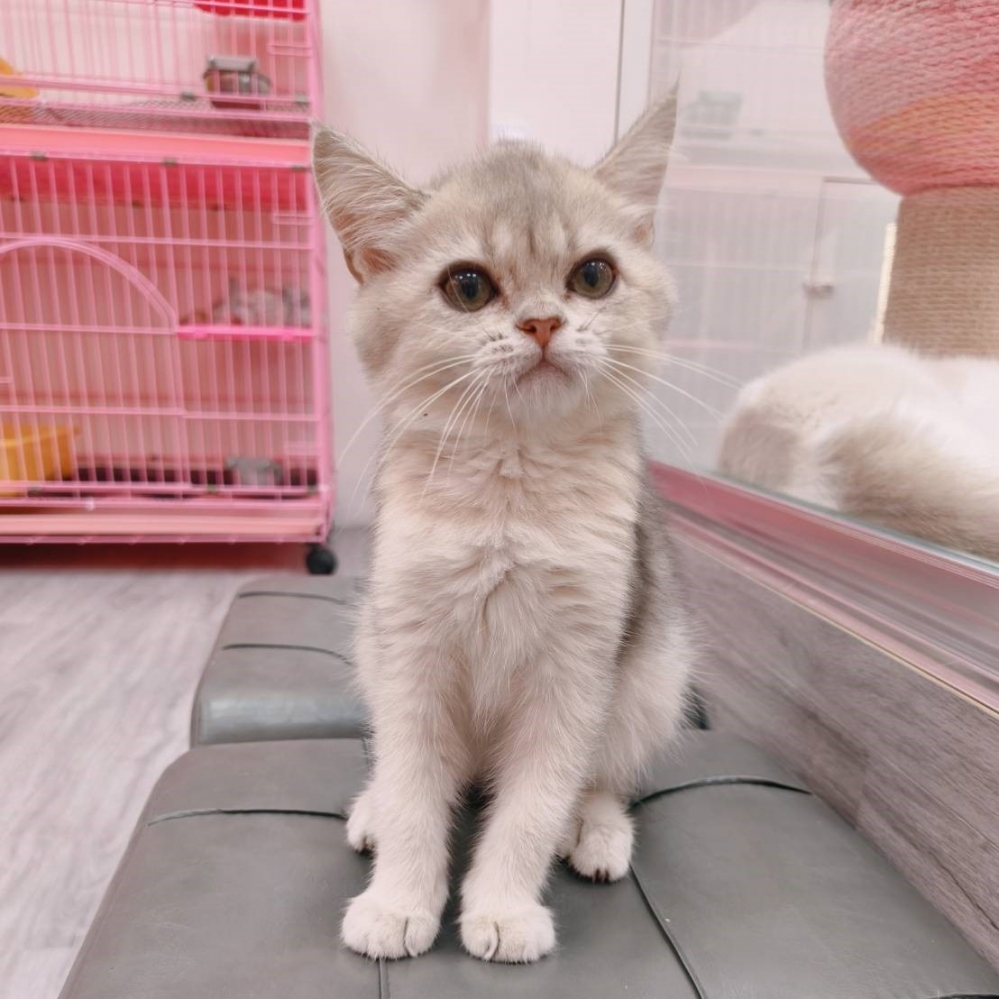 【已售出】英短-藍金