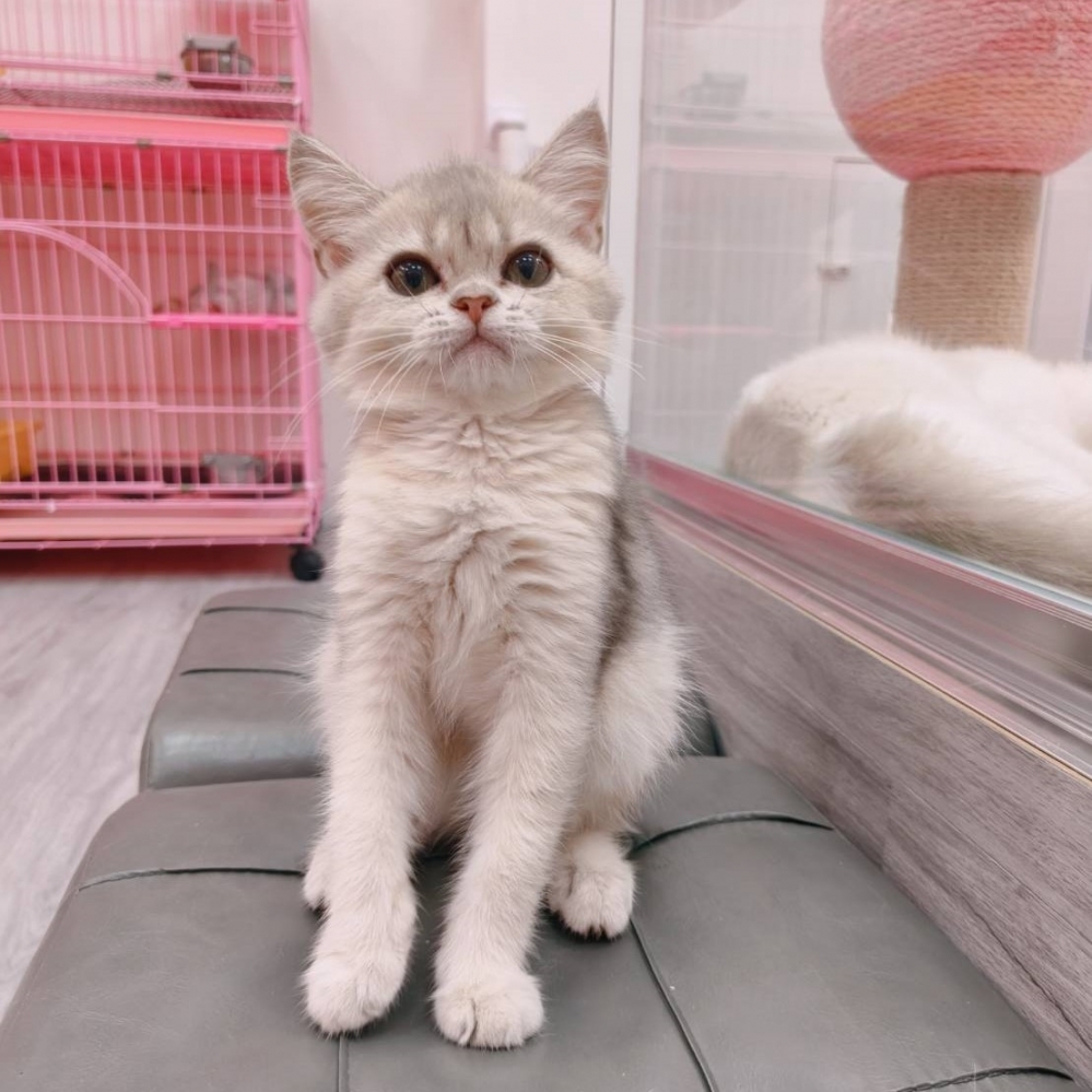 【已售出】英短-藍金