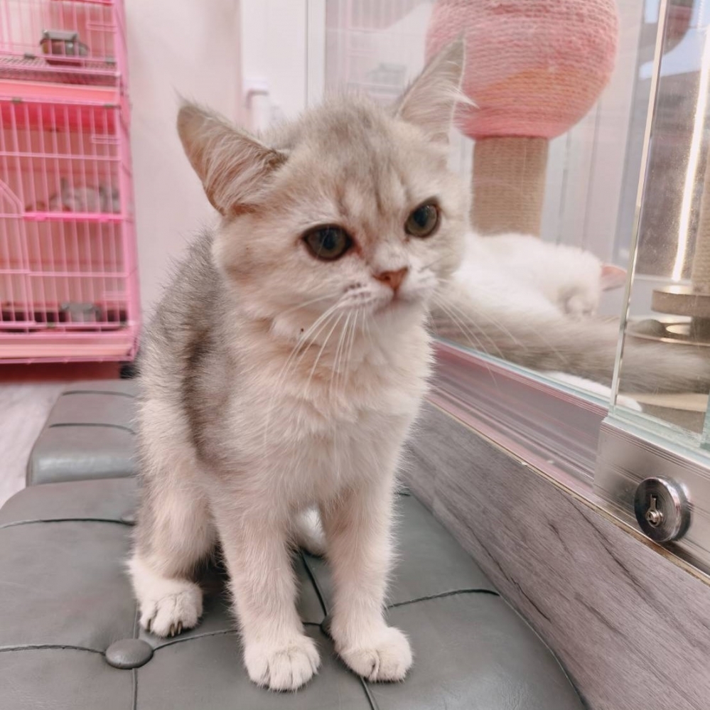 【已售出】英短-藍金