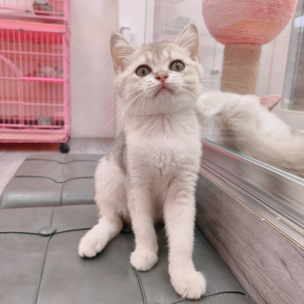 【已售出】英短-藍金