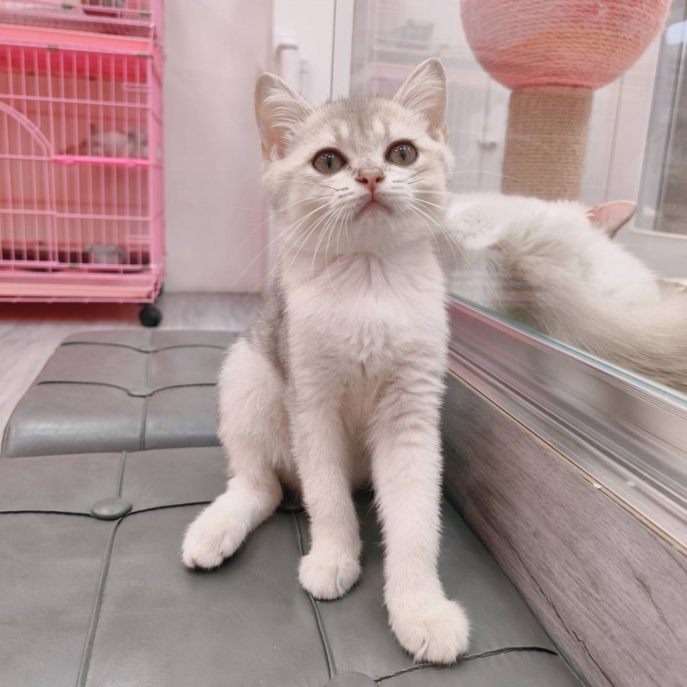 【已售出】英短-藍金