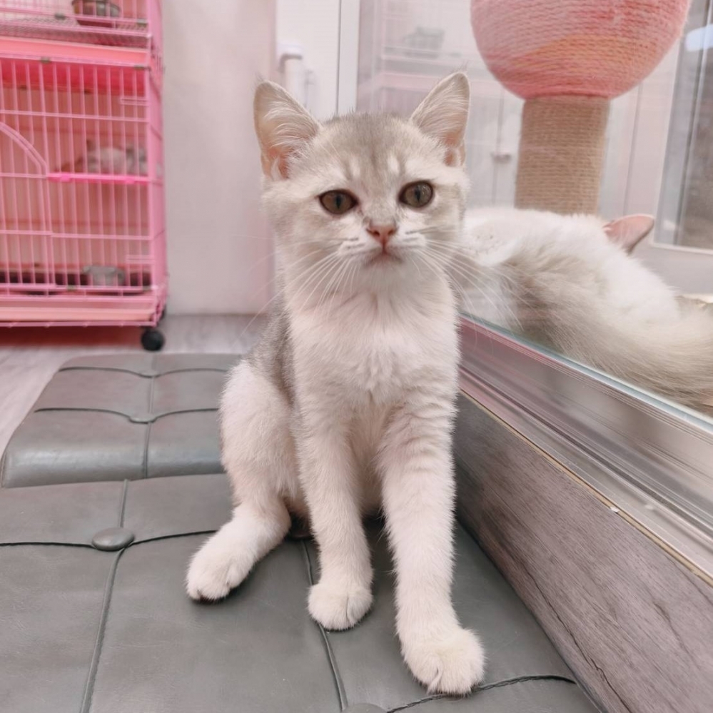 【已售出】英短-藍金