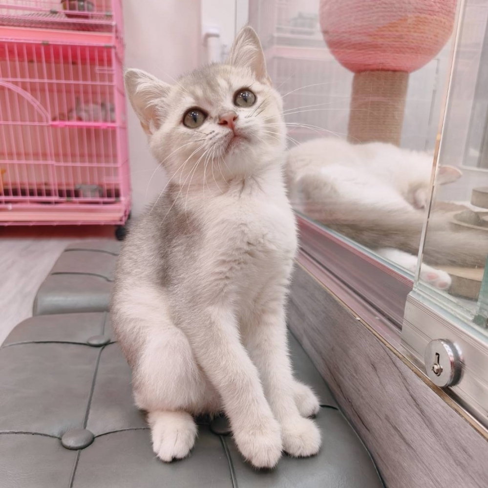 【已售出】英短-藍金