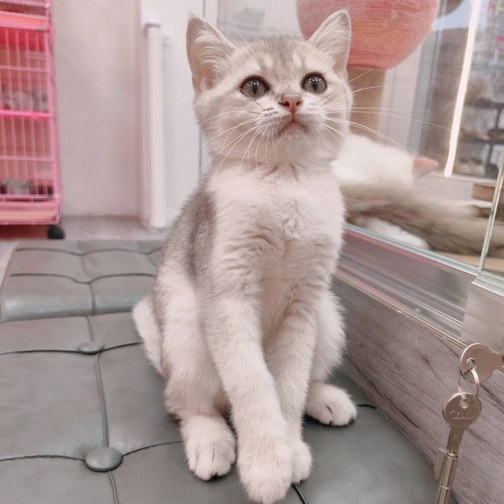 【已售出】英短-藍金