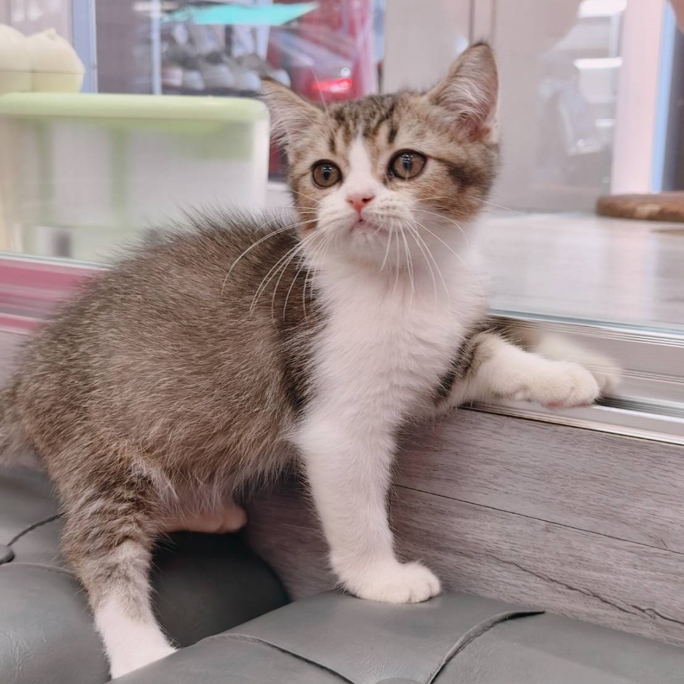 【已售出】英短