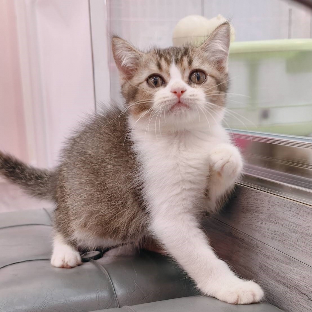 【已售出】英短