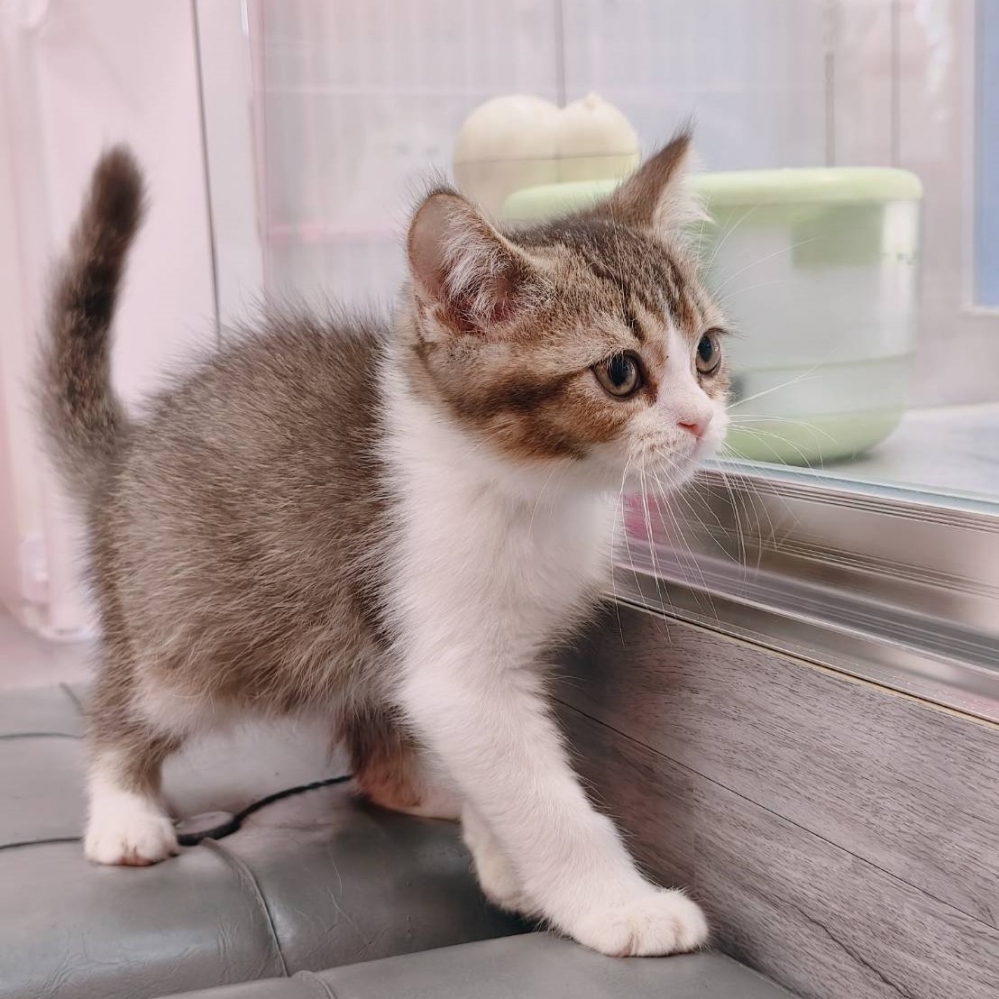 【已售出】英短