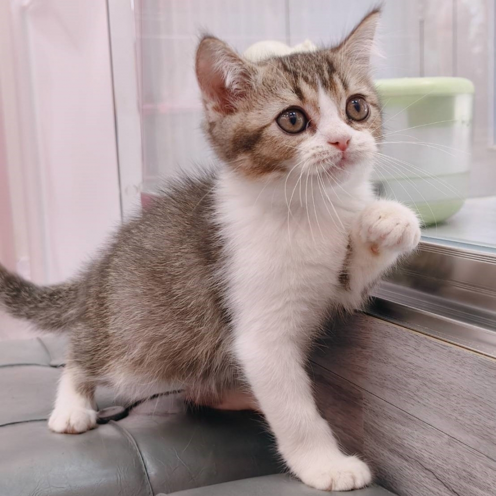 【已售出】英短