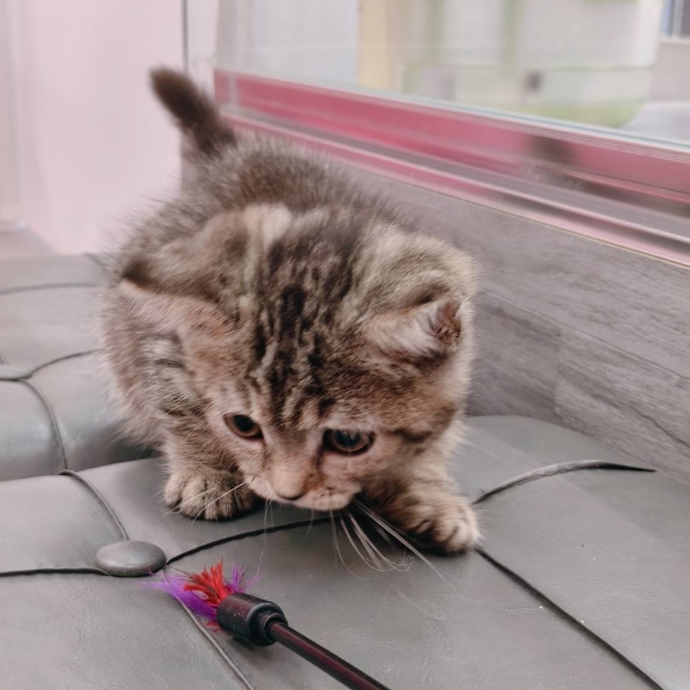 【已售出】曼赤肯