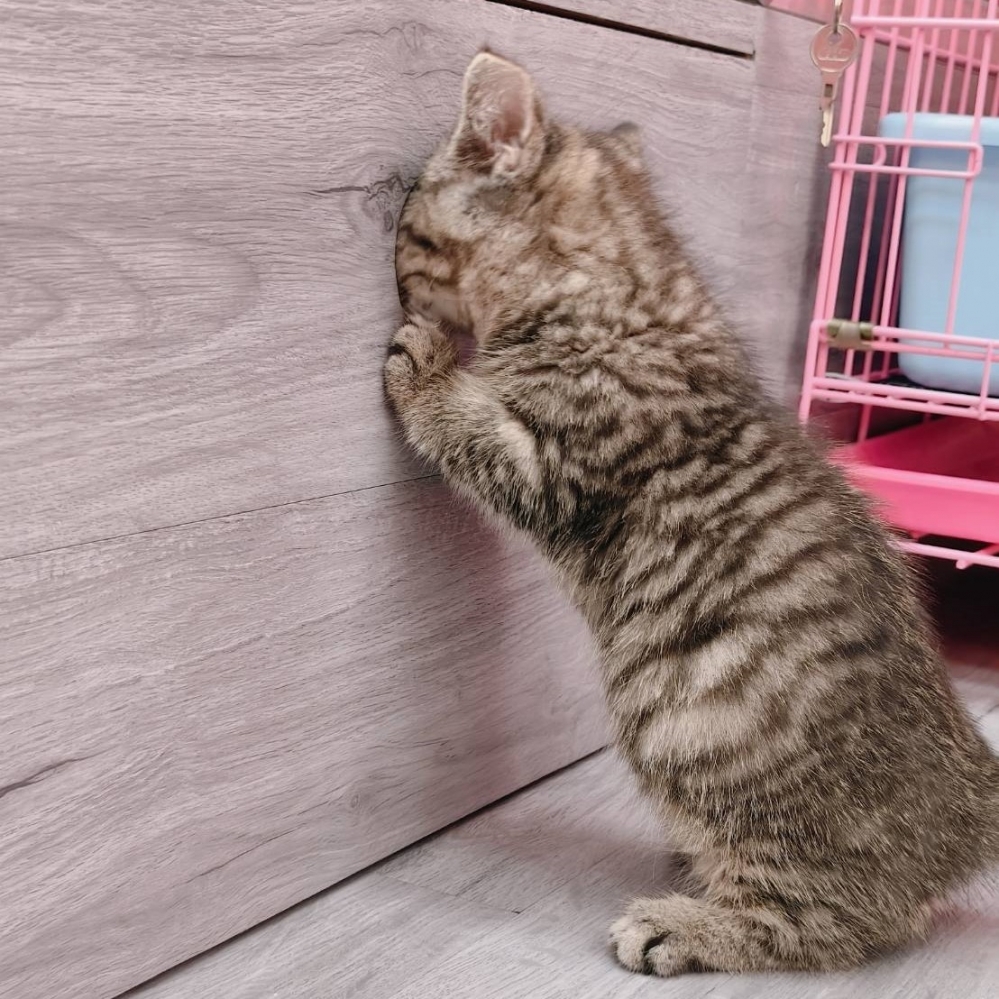 【已售出】曼赤肯