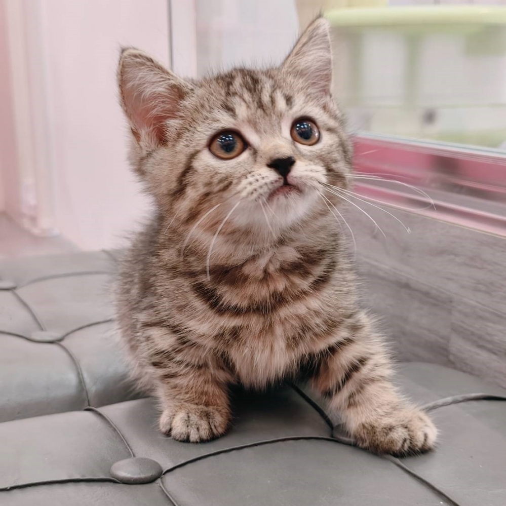 【已售出】曼赤肯