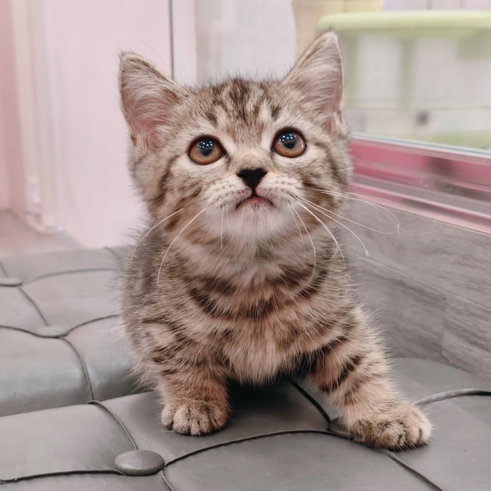 【已售出】曼赤肯