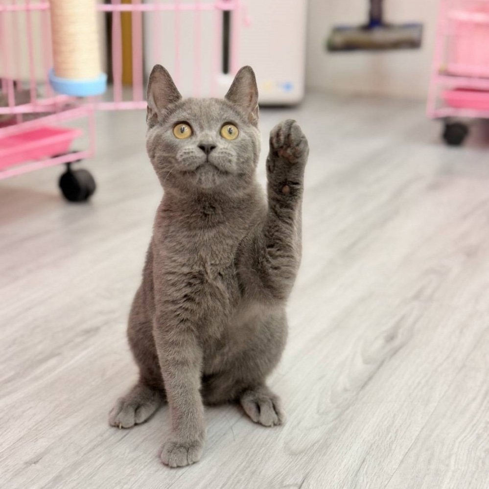 【已售出】英短-藍