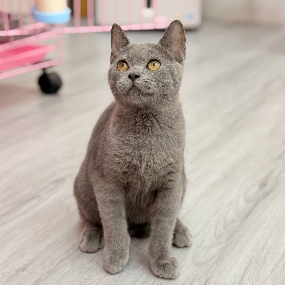 【已售出】英短-藍