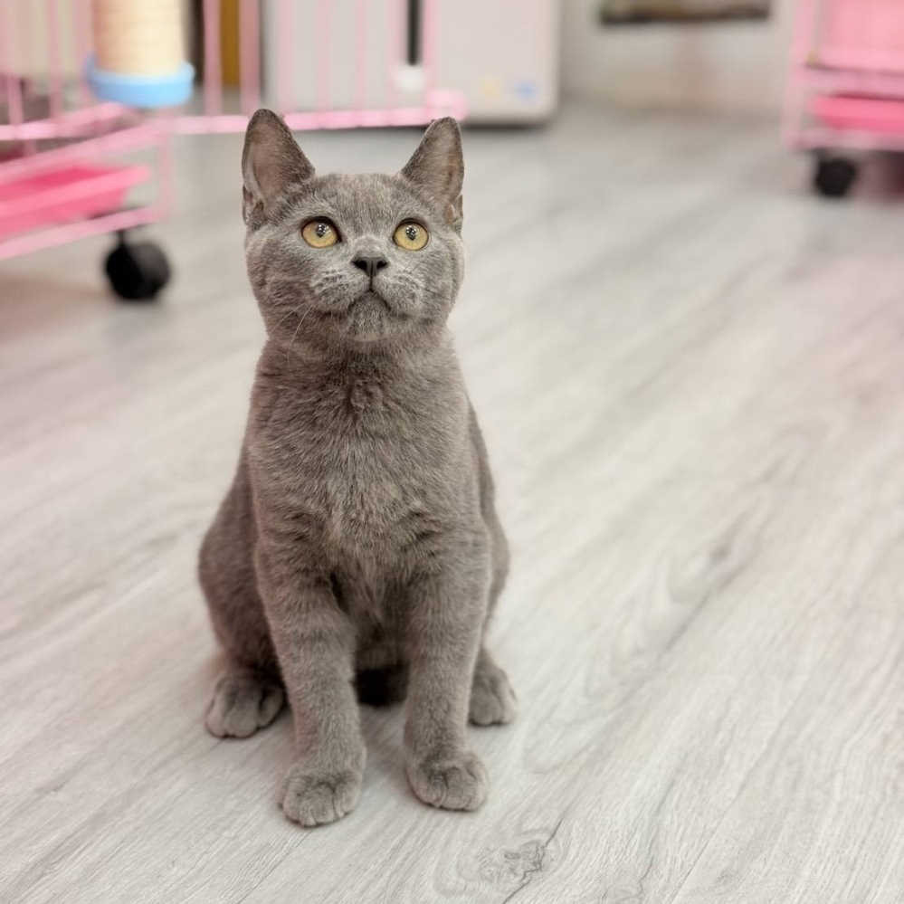 【已售出】英短-藍