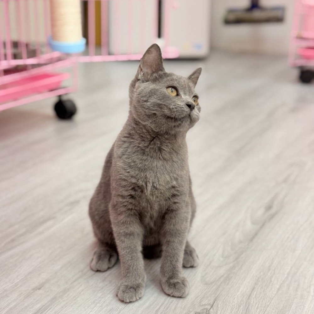 【已售出】英短-藍