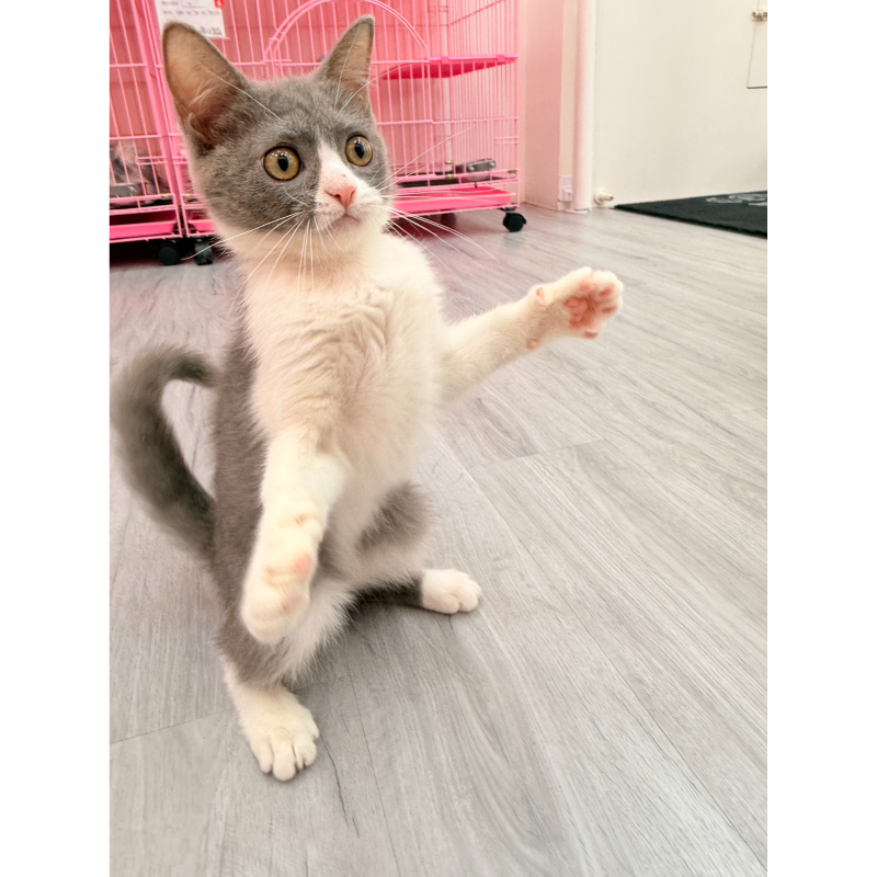 【已售出】英短-藍白