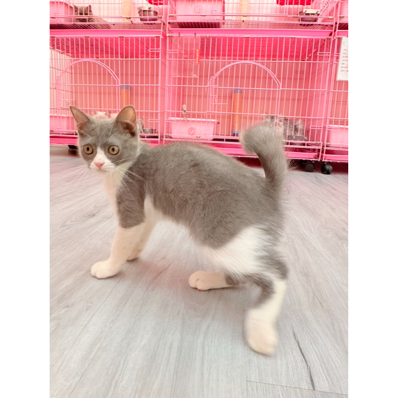 【已售出】英短-藍白