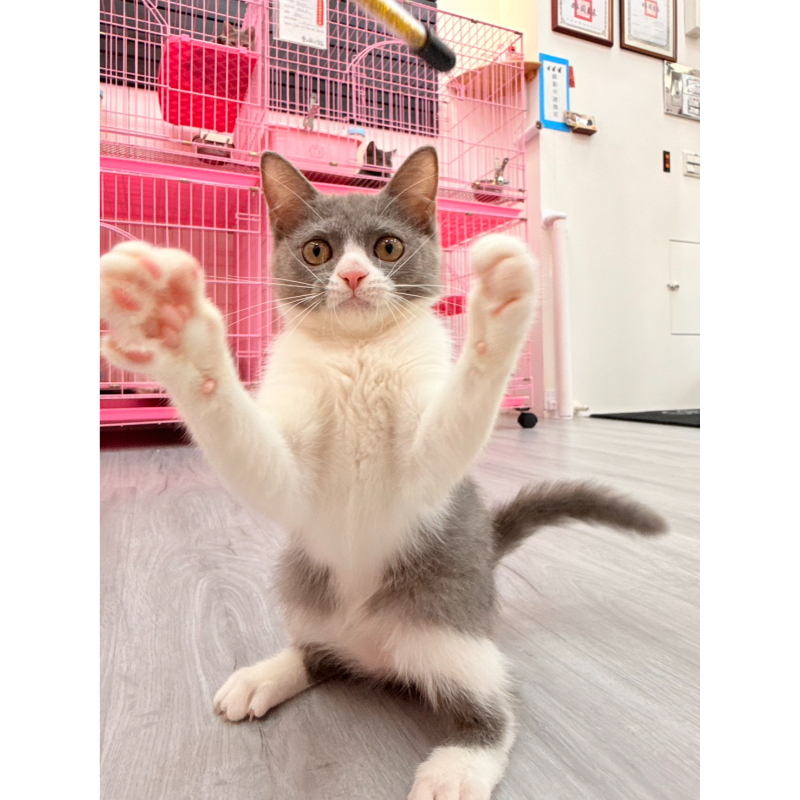 【已售出】英短-藍白