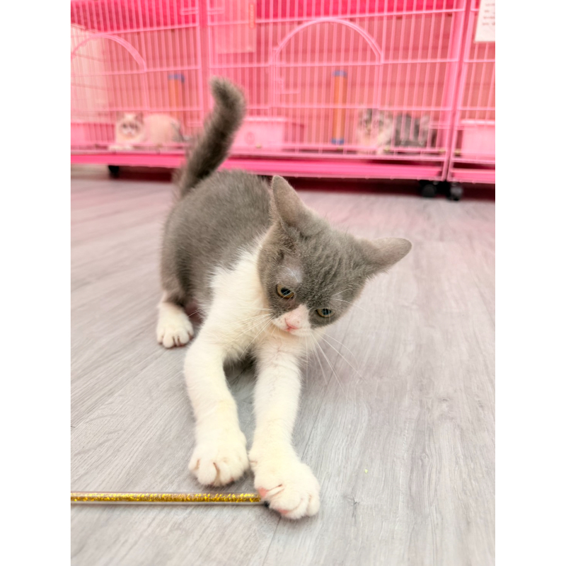 【已售出】英短-藍白