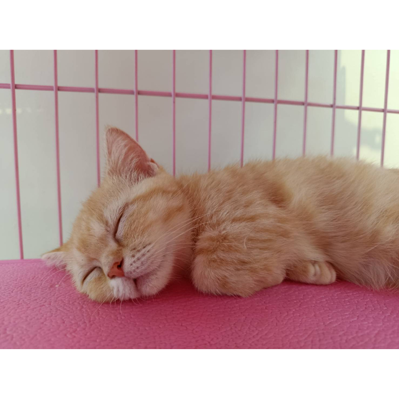 【已售出】曼赤肯-橘