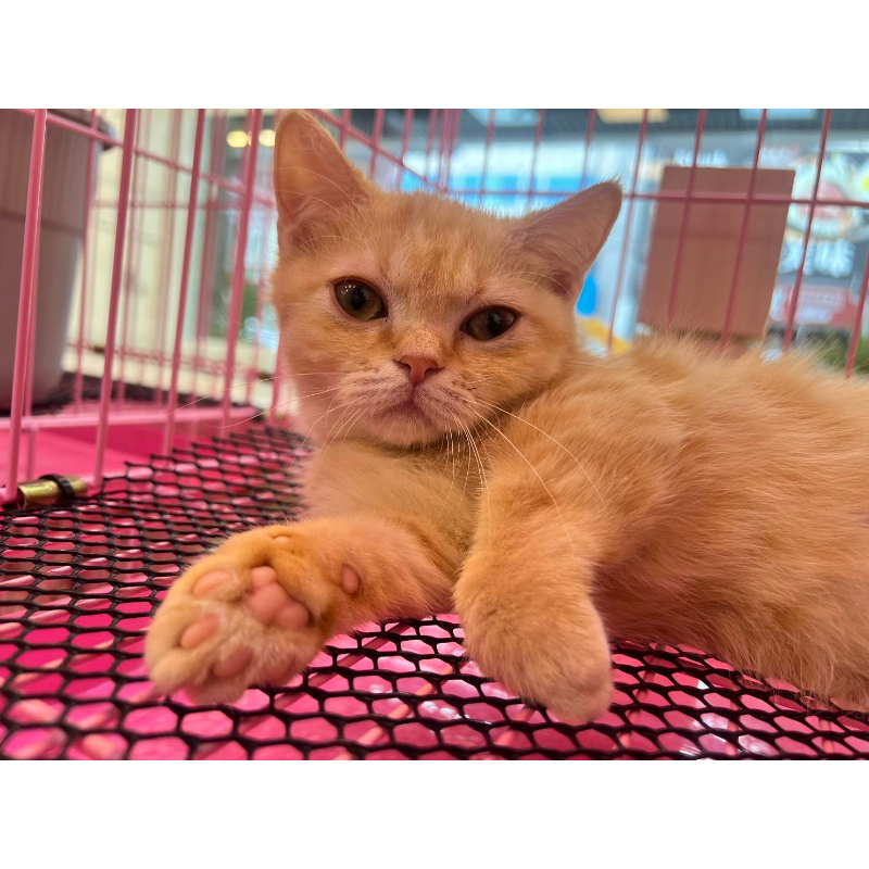 【已售出】曼赤肯-橘