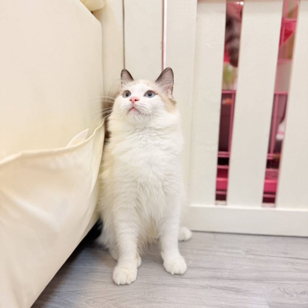 【已售出】布偶