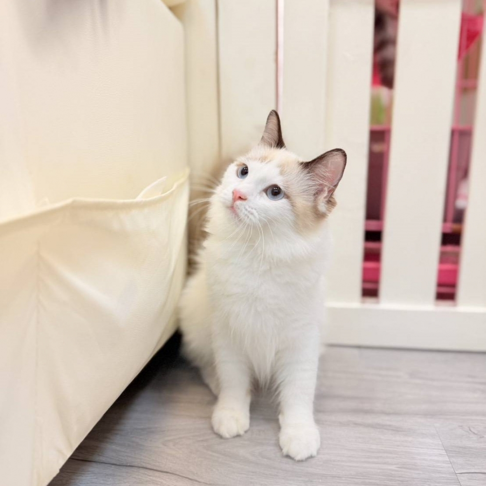 【已售出】布偶