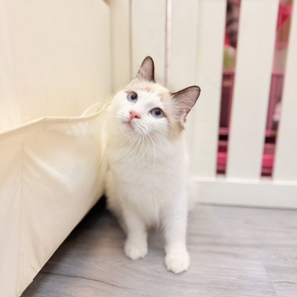 【已售出】布偶