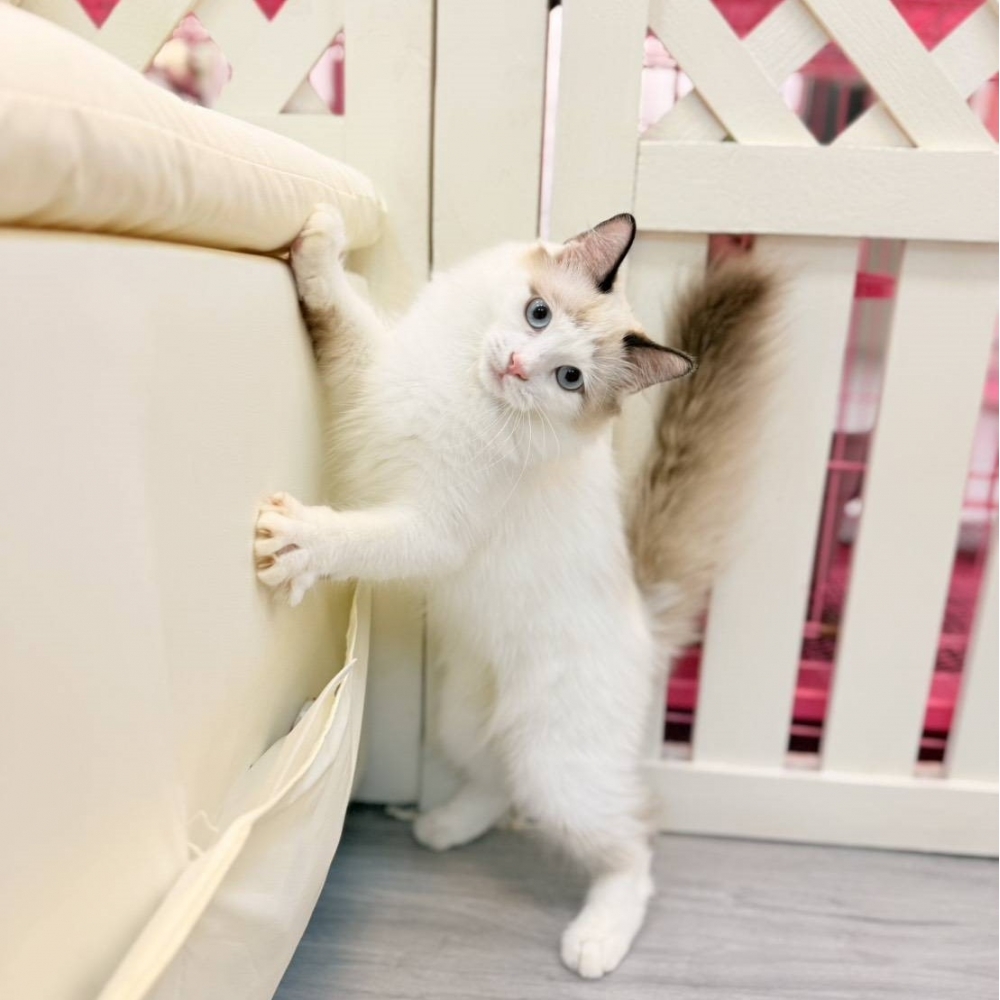 【已售出】布偶