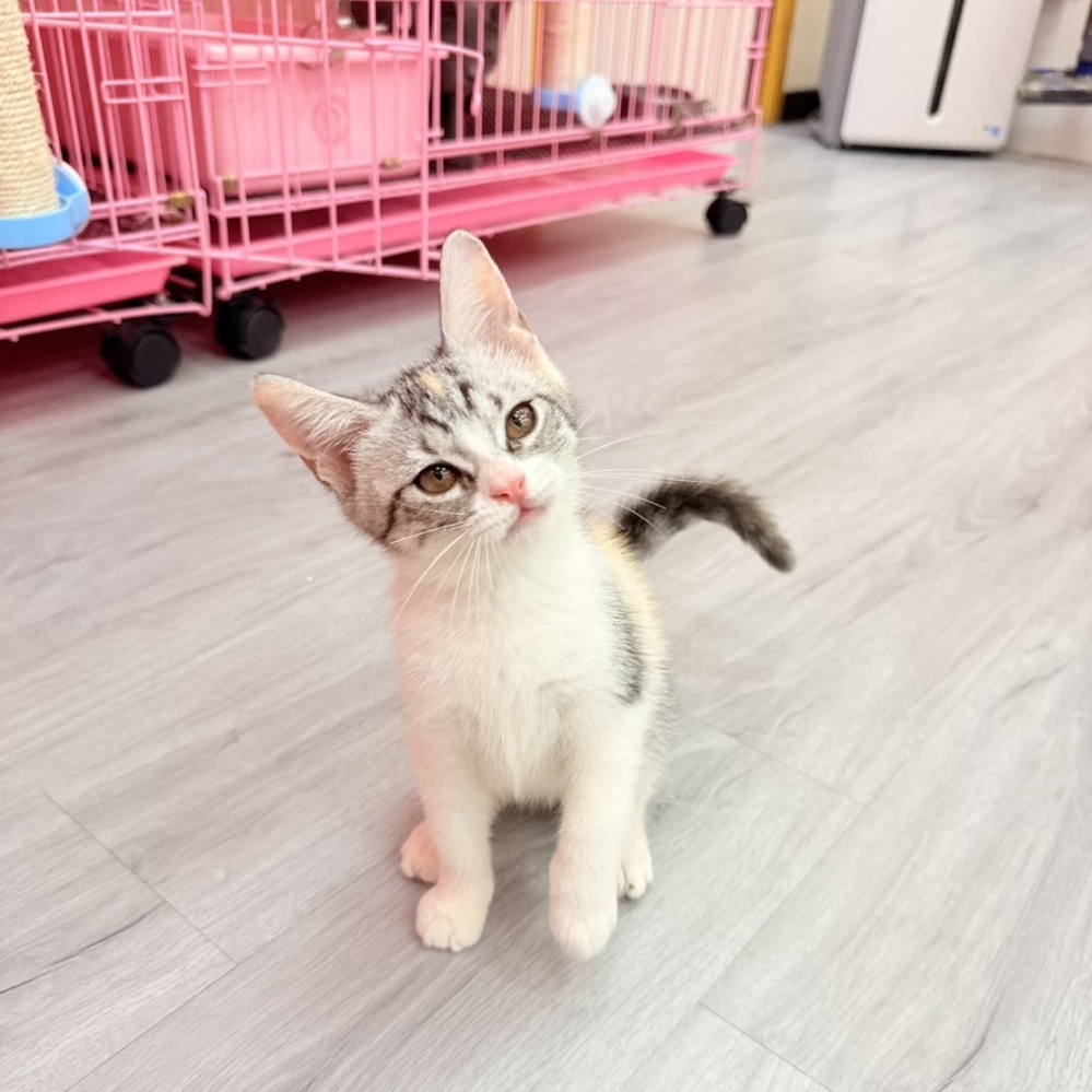 【已售出】英短-三花