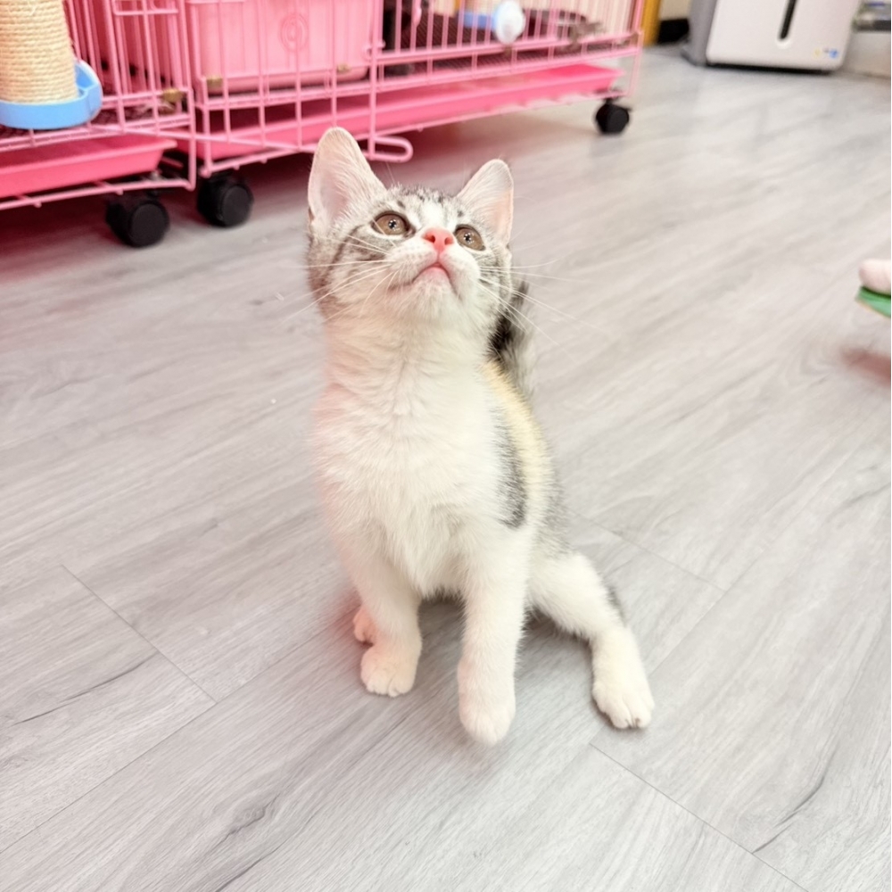 【已售出】英短-三花