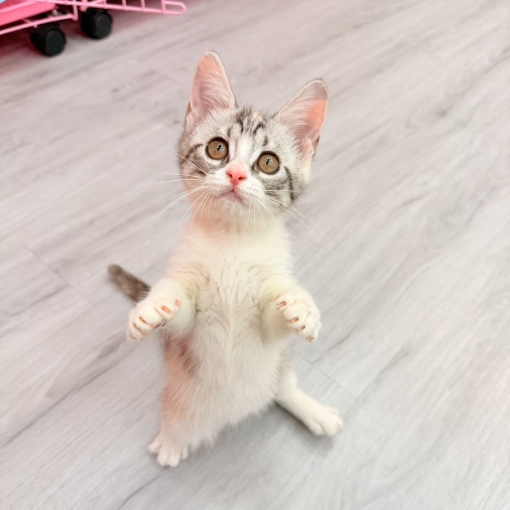 【已售出】英短-三花