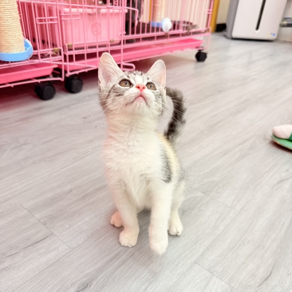 【已售出】英短-三花