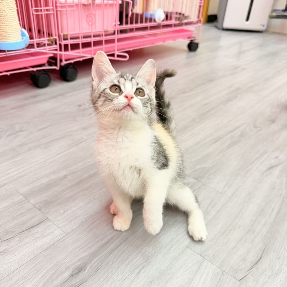 【已售出】英短-三花