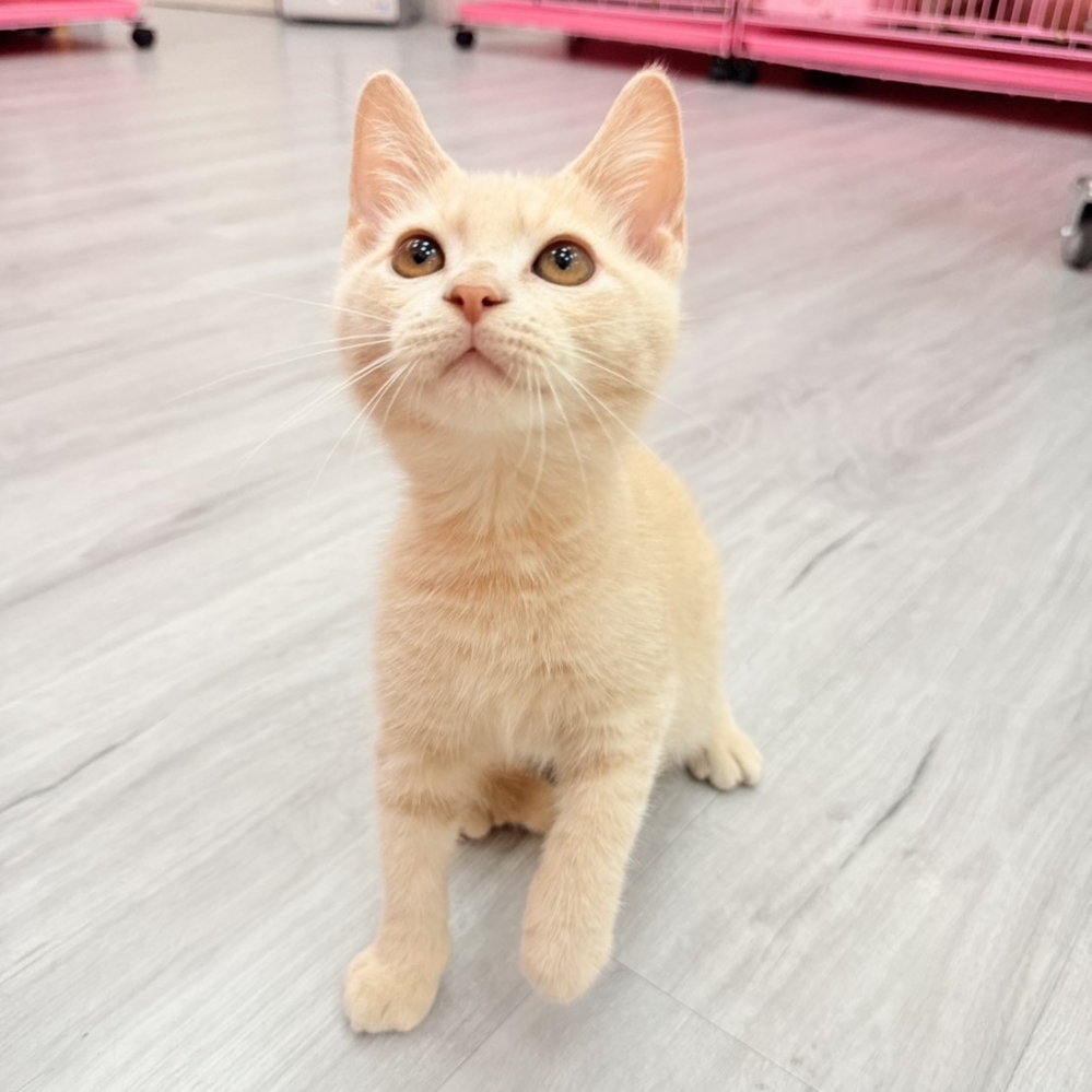 【已售出】英短-奶茶