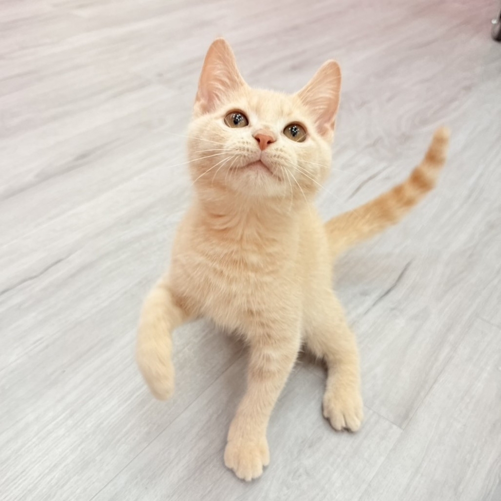 【已售出】英短-奶茶