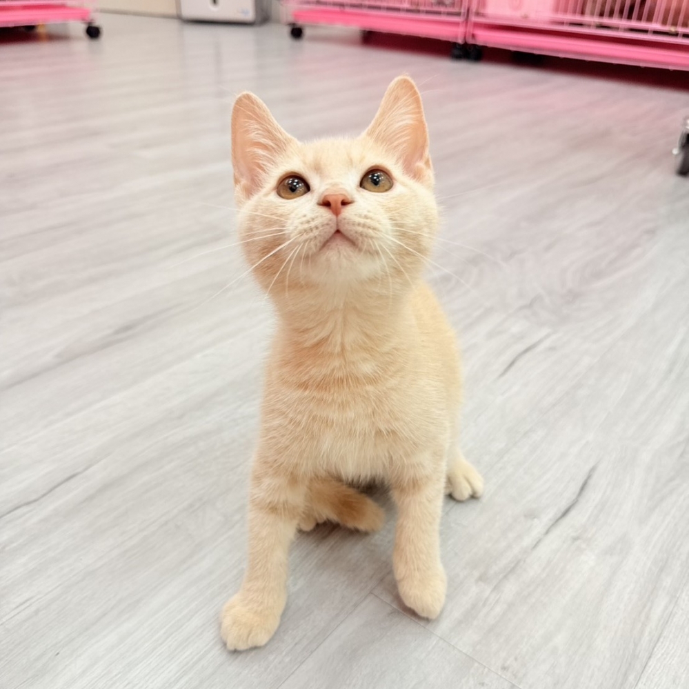 【已售出】英短-奶茶