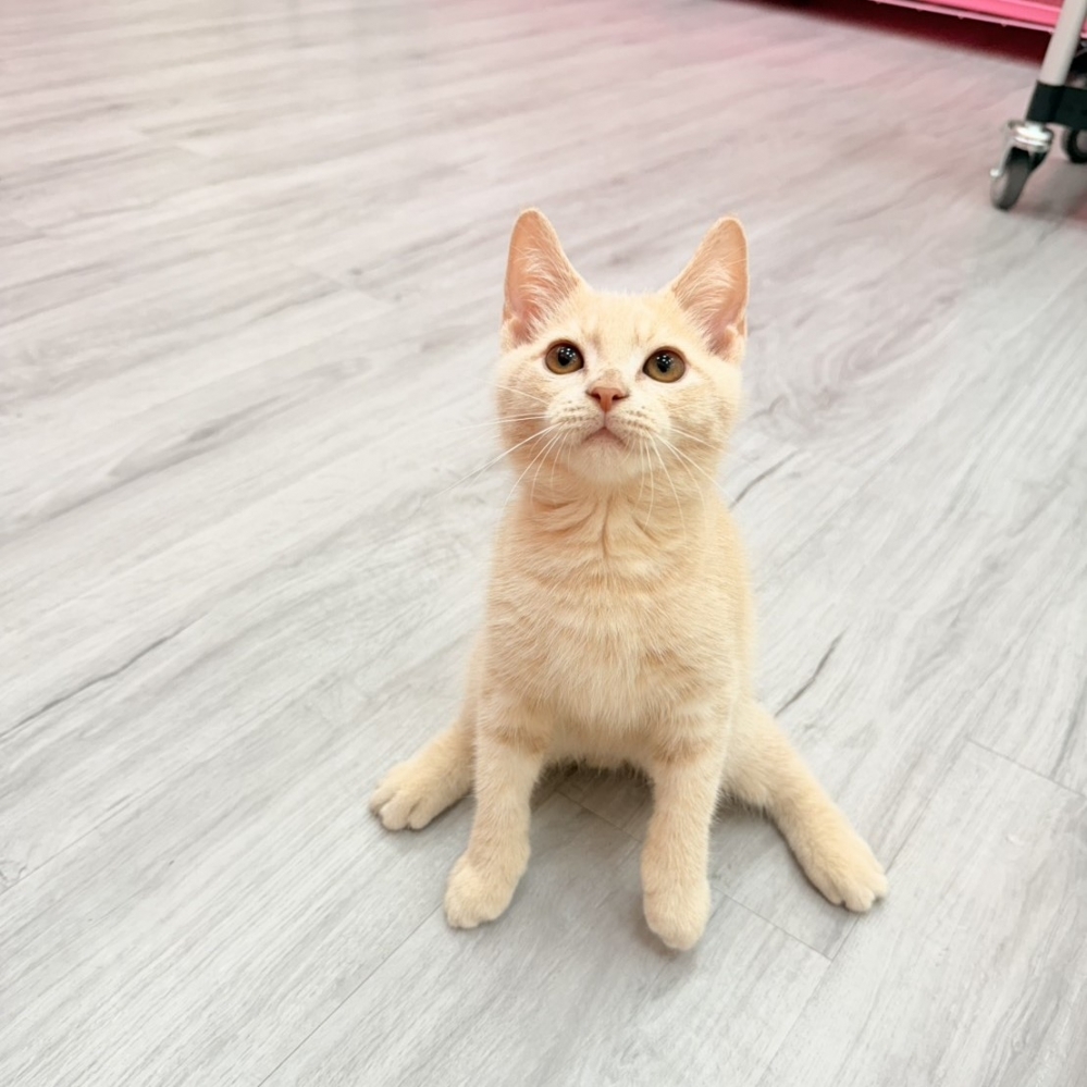 【已售出】英短-奶茶