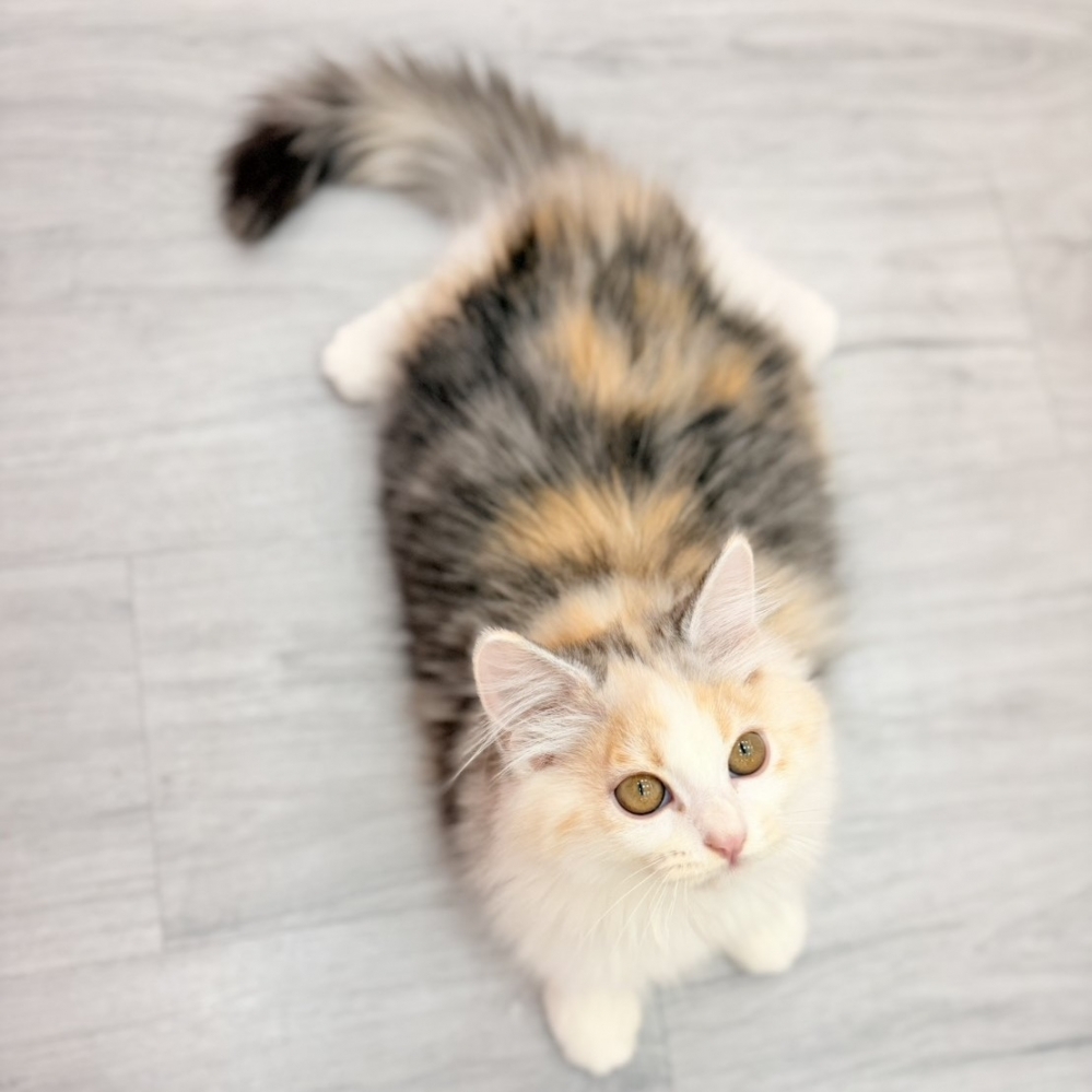 【已售出】英長-三花