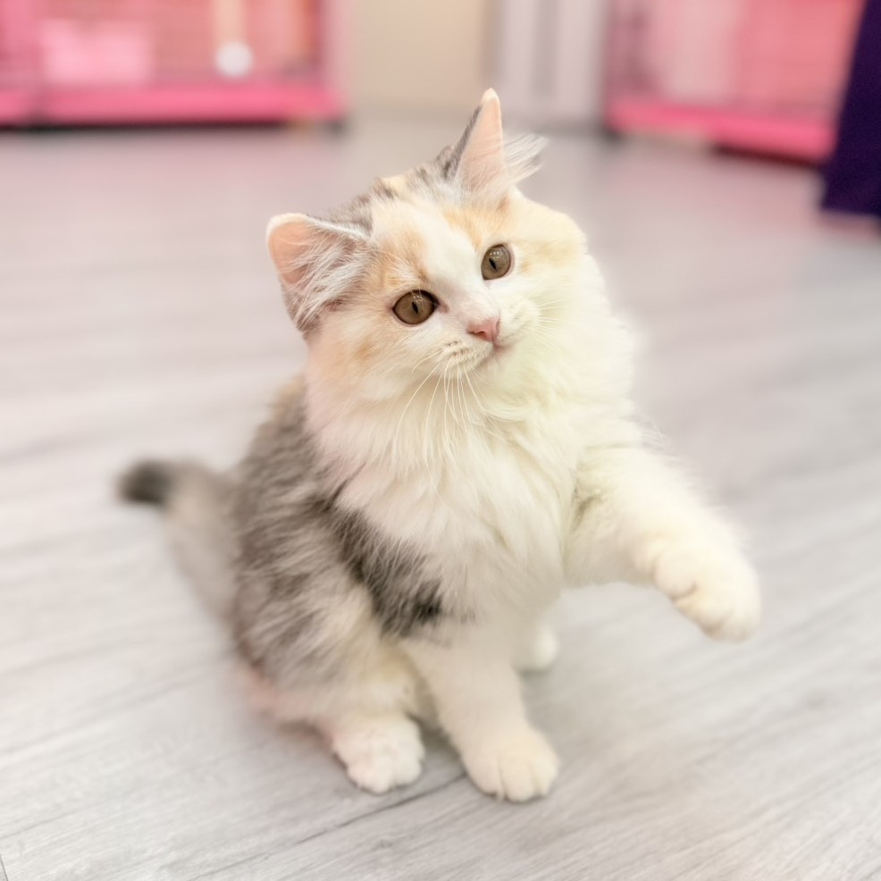 【已售出】英長-三花