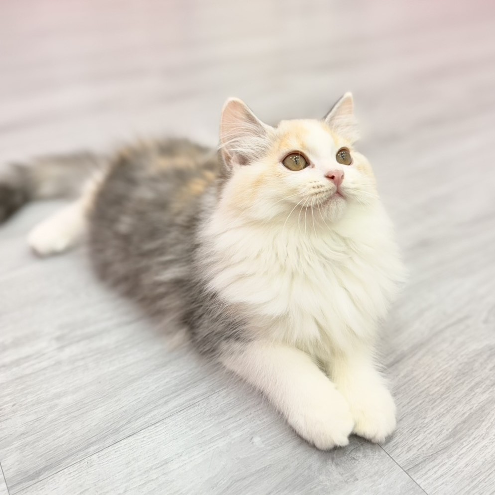 【已售出】英長-三花