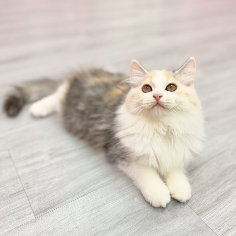 【已售出】英長-三花