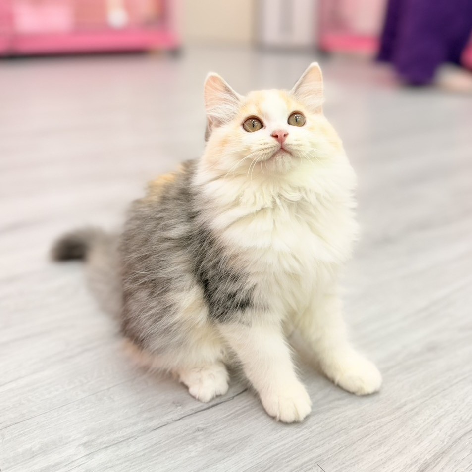 【已售出】英長-三花