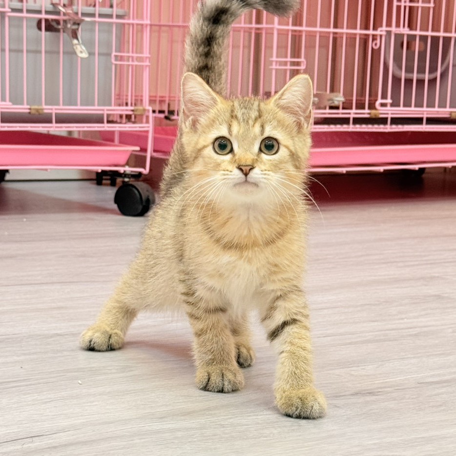 【已售出】英短