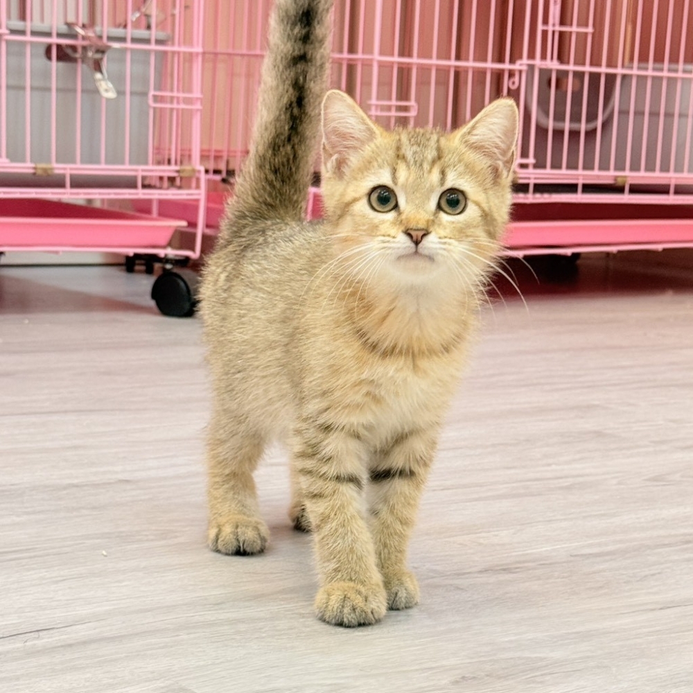 【已售出】英短